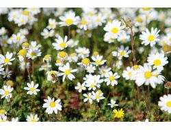 Gölhisar'da Papatyalar Açtı