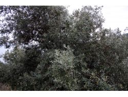 Zeytin Üreticilerine Budama Kursu Verildi