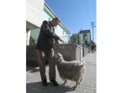 İmamın Keçisi, Cemaatin Neşe Kaynağı