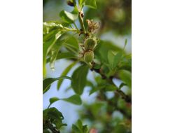 Side'de Badem Ağaçları Meyve Verdi