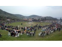 Deve Güreşine İlgi Yoğun Olmadı