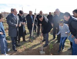 Şereflikoçhisar'da Bu Yıl 50 Bin Fidan Toprakla Buluştu