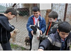 Muğla Geçici Bakımevi'ndeki Hayvanlar Sahiplendiriliyor