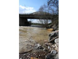 Sakarya Nehri'nde Düşen Su Debisi Balıkların Yaşamını Tehdit Ediyor