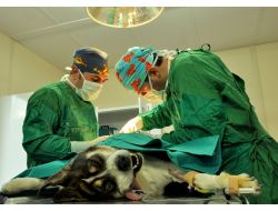 Karnından 13 Tümör Alınan Köpek Sağlığına Kavuştu