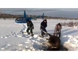 Rusya’da Su Çukuruna Düşen Geyik Böyle Kurtarıldı