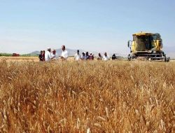 Buğday Üreticileri, Tarlada Buğday İsrafının Önüne Geçilememesinden Yakınıyor