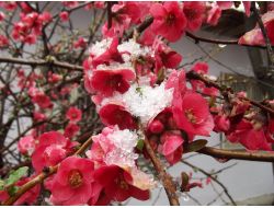 Çiçek Açan Meyve Ağaçları Kar Altında Kaldı
