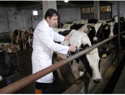 Şap Aşısı Yaptırmayana Cezai Var