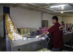 Afyonlu Yumurtacılar 200 Milyon Dolarlık İhracat Hedefliyor