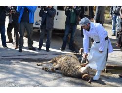 İstanbul'un Motorize Trafik Ekiplerine Taze Kan