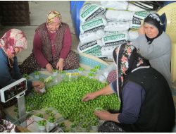 Türkiye’nin En Erkenci Can Eriği Erdemli'de Yetiştirildi