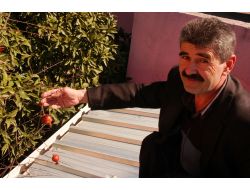 Kadirli'de Nar Ağacı Mart Ayında Meyve Verdi