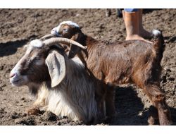 Tunceli'de Anneleri İle Buluşan Kuzuların Görüntüsü Belgeselleri Aratmıyor