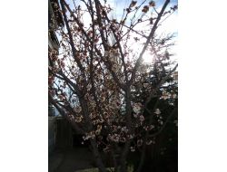 Yozgat’ta Meyve Ağaçları Erken Çiçek Açmaya Başladı