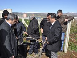 Pazarcık'ta Çiftçilere Bağ Budama Teknikleri Eğitimi Verildi