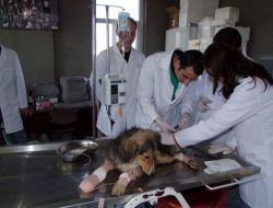 Kazada Yaralanan Köpeğe Öğrenciler Sahip Çıktı