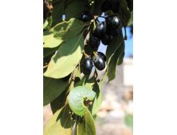 Bir Zamanlar Dağda Çürüyen Defne Ağacı Köylünün Geçim Kaynağı Oldu