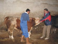 Büyükbaş Hayvanlar Şap Hastalığına Karşı Aşılanacak