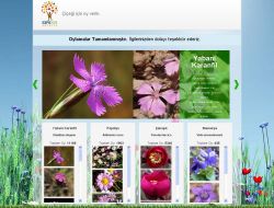 Expo Çiçeği Oylamasında Yabani Karanfil Birinci Oldu