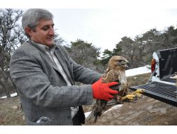Bakımı Yapılan Şahin, Doğaya Bırakıldı
