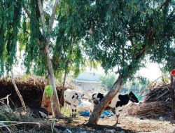 Vatandaşlar İneklerin Şehirdışına Çıkarılmasını İstiyor