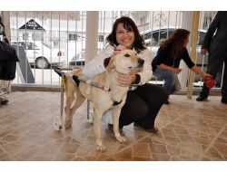 Bütün Çabalar Hoyrat Ve Müdür Yeniden Yürüsün Diye