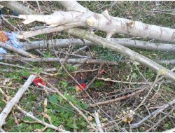 Kestirdiği Ağacın Altında Kaldı