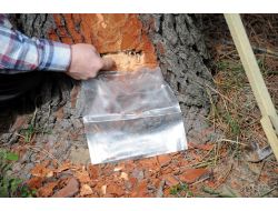 Türkiye’de İlk Kez Sahil Çamından Reçine Üretilecek