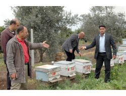 Tarsus’ta Milyonlarca Arıyı Öldürdüğü İddiası