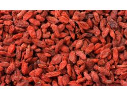 ‘kurt Üzümü’ Artık Çankaya’da Yetişecek