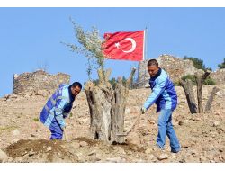 Yaşları 100 İle 150 Arasındaki Zeytin Ağaçları Kadifekale’de Yeşerecek