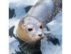 Çevre Ve Şehircilik Bakanlığı: Akdeniz Foku Tehlike Altında