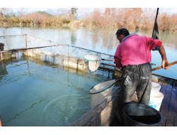 Manavgat'ta Tatlı Su Balığı Avı Yasaklandı
