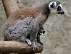 LEMURLAR İZMİR’İ ÇOK SEVDİ