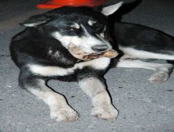Hayvansever Hakim Devreye Girdi, Ağzına Kemik Takılan Sokak Köpeği Tedavi Edildi