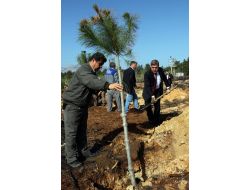 Asat, Geçen Yıl Kül Olan 90 Dönüm Alana 13 Bin Fidan Dikiyor