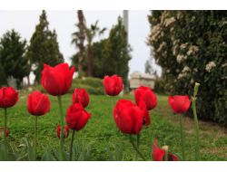 Side'de Laleler Turizm Beldesini Renklendirdi