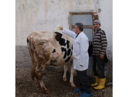 Baharla Birlikte Keneyle Mücadele Çalışmaları Başladı