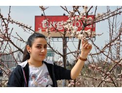 Malatya'da Kayısılar 20 Gün Önce Çiçek Açtı