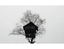 Rizeli 3 Kafadar Ağacın Zirvesine Yaptığı Evde Vakit Geçiriyor