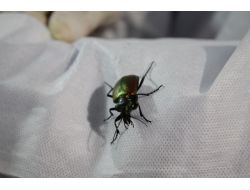 İstanbul'un 'Gladyatör Böcekleri' Büyükada'da Yetişiyor