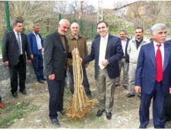 Çemişgezek’te Karadut Fidanı Dağıtıldı