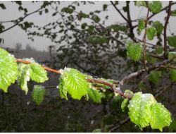 Yaprak Açan Fındık Ağaçlarına Kar Yağdı