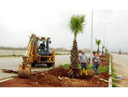 Döşemealtı'nda Orta Refüjlere 30 Palmiye Dikildi