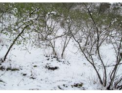 Mart Ayında Yağan Kar Fındık Üreticilerini Alarma Geçirdi.