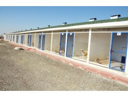 Etimesgut’a Yeni Hayvan Barınağı