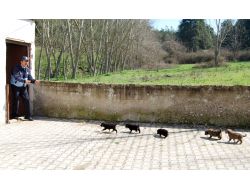 Orhaneli’nde Anneleri Ölen Köpeğin Yavrularına Belediye Sahip Çıktı