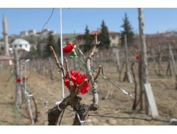 Çanakkale Kahramanlarının Kabrine, Kayseri'nin İlk Şehitliğine Vefa Çağrısı