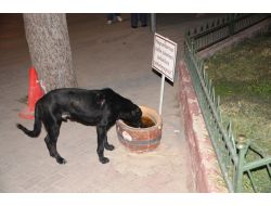 İnegöl'de Sokak Hayvanları Artık Aç Kalmayacak